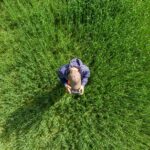 Drones: revolucionando el campo desde el aire